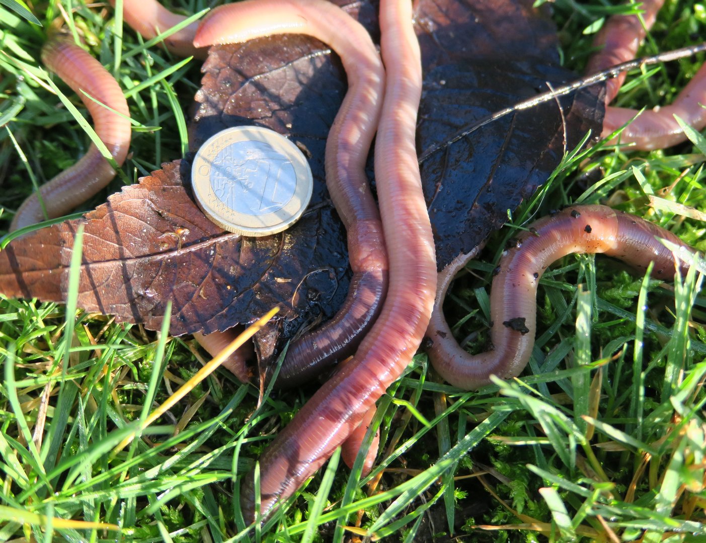 Kanadische Tauwürmer (20 Stück)